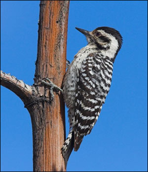 Woodpecker deterrent with the Birds-Away Attack Spider