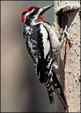Woodpecker damage and how to prevent it with the Birds-Away Attack Spider